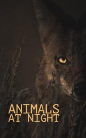 Animals at Night — typographic cover