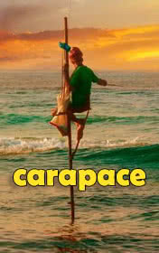 Carapace — typographic cover